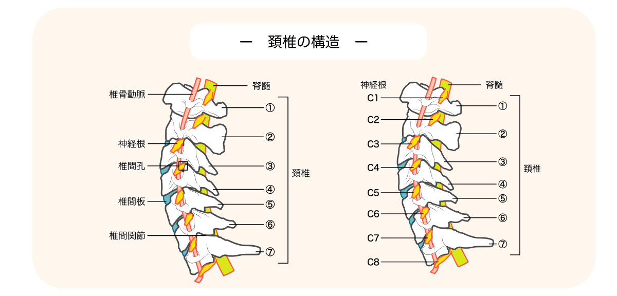 首関節の構造